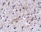 Leucine Rich Repeat And Fibronectin Type III Domain Containing 5 antibody, A12727, Boster Biological Technology, Immunohistochemistry paraffin image 