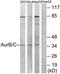 Aurora Kinase C antibody, TA313273, Origene, Western Blot image 