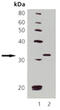Cyclin-dependent kinase 1 antibody, ADI-905-777-100, Enzo Life Sciences, Western Blot image 