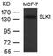 STE20 Like Kinase antibody, 79-624, ProSci, Western Blot image 