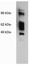 CD15 antibody, orb198236, Biorbyt, Western Blot image 