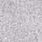 Zinc Finger Protein 532 antibody, PA5-53300, Invitrogen Antibodies, Immunohistochemistry frozen image 