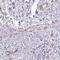 Protein DEPP antibody, NBP2-38367, Novus Biologicals, Immunohistochemistry paraffin image 