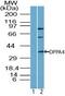 Developmental Pluripotency Associated 4 antibody, PA5-23444, Invitrogen Antibodies, Western Blot image 
