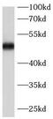 Patatin Like Phospholipase Domain Containing 3 antibody, FNab06590, FineTest, Western Blot image 