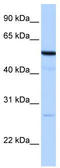 Receptor expression-enhancing protein 4 antibody, TA339553, Origene, Western Blot image 