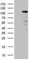 Protein CIP2A antibody, TA808460, Origene, Western Blot image 