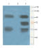 Von Willebrand Factor antibody, orb389272, Biorbyt, Western Blot image 
