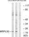 Mitochondrial Ribosomal Protein L50 antibody, LS-C120094, Lifespan Biosciences, Western Blot image 