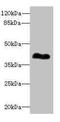 Retinal Outer Segment Membrane Protein 1 antibody, LS-C676417, Lifespan Biosciences, Western Blot image 