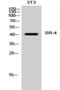 5-Hydroxytryptamine Receptor 4 antibody, A03681-2, Boster Biological Technology, Western Blot image 