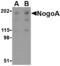 Reticulon 4 antibody, TA306414, Origene, Western Blot image 