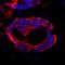 Coiled-Coil And C2 Domain Containing 1A antibody, IHC-00414, Bethyl Labs, Immunofluorescence image 