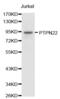 Protein Tyrosine Phosphatase Non-Receptor Type 22 antibody, abx001222, Abbexa, Western Blot image 