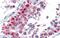 Homeobox protein goosecoid antibody, PA5-40495, Invitrogen Antibodies, Immunohistochemistry paraffin image 