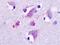 Histamine Receptor H3 antibody, NLS3262, Novus Biologicals, Immunohistochemistry frozen image 