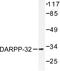 Protein Phosphatase 1 Regulatory Inhibitor Subunit 1B antibody, AP06383PU-N, Origene, Western Blot image 