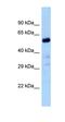 Protein LOC102547059 antibody, orb325605, Biorbyt, Western Blot image 