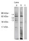 Ceramide Synthase 1 antibody, AP05285PU-N, Origene, Western Blot image 