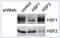 Heat Shock Transcription Factor 2 antibody, AM12012PU-S, Origene, Western Blot image 