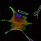 Bone Morphogenetic Protein Receptor Type 2 antibody, GTX60415, GeneTex, Immunofluorescence image 