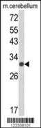 Upstream stimulatory factor 2 antibody, TA325049, Origene, Western Blot image 