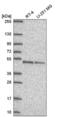 Double PHD Fingers 2 antibody, NBP2-58389, Novus Biologicals, Western Blot image 