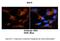ISG15 Ubiquitin Like Modifier antibody, ARP59386_P050, Aviva Systems Biology, Immunohistochemistry paraffin image 