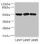 Interferon Related Developmental Regulator 1 antibody, LS-C675881, Lifespan Biosciences, Western Blot image 