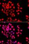 Syntaxin-binding protein 2 antibody, LS-C747608, Lifespan Biosciences, Immunofluorescence image 