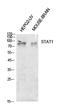 Signal Transducer And Activator Of Transcription 1 antibody, STJ97235, St John