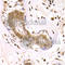 Ornithine Decarboxylase 1 antibody, A1948, ABclonal Technology, Immunohistochemistry paraffin image 