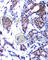 Jun Proto-Oncogene, AP-1 Transcription Factor Subunit antibody, AP0119, ABclonal Technology, Immunohistochemistry paraffin image 