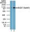 Cell cycle checkpoint protein RAD17 antibody, TA336973, Origene, Western Blot image 