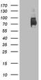 Mama antibody, TA503454S, Origene, Western Blot image 