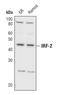 Interferon regulatory factor 2 antibody, PA5-17252, Invitrogen Antibodies, Western Blot image 