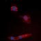Granzyme K antibody, orb315787, Biorbyt, Immunofluorescence image 