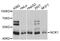 Cytoplasmic protein NCK1 antibody, MBS125034, MyBioSource, Western Blot image 