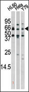 RAD9 Checkpoint Clamp Component A antibody, AP12684PU-N, Origene, Western Blot image 
