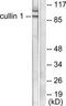 Cullin 1 antibody, TA313012, Origene, Western Blot image 