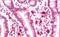 SEZ6L2 antibody, MBS248233, MyBioSource, Immunohistochemistry paraffin image 