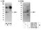 IRF1 antibody, A303-378A, Bethyl Labs, Western Blot image 