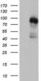 MDM2 Proto-Oncogene antibody, LS-C339270, Lifespan Biosciences, Western Blot image 
