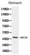 Keratin 19 antibody, orb129657, Biorbyt, Western Blot image 