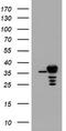 HAP1 antibody, CF800336, Origene, Western Blot image 