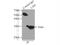 Latexin antibody, 13056-1-AP, Proteintech Group, Immunoprecipitation image 