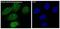 Ras antibody, M00099-1, Boster Biological Technology, Immunofluorescence image 