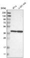 Endo G-like 1 antibody, NBP2-62597, Novus Biologicals, Western Blot image 