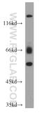 Isthmin 2 antibody, 21540-1-AP, Proteintech Group, Western Blot image 