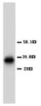 Aquaporin-4 antibody, AP23338PU-N, Origene, Western Blot image 